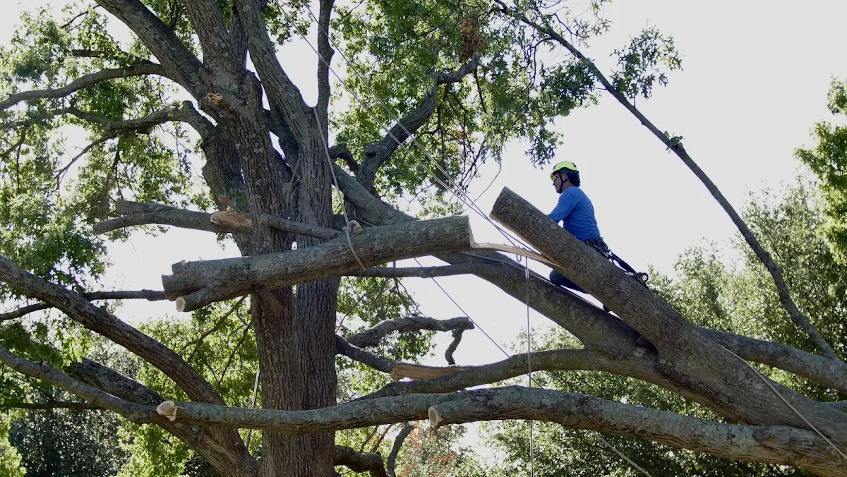 Professional Crown Thinning performed by certified arborists in Sainte Genevieve