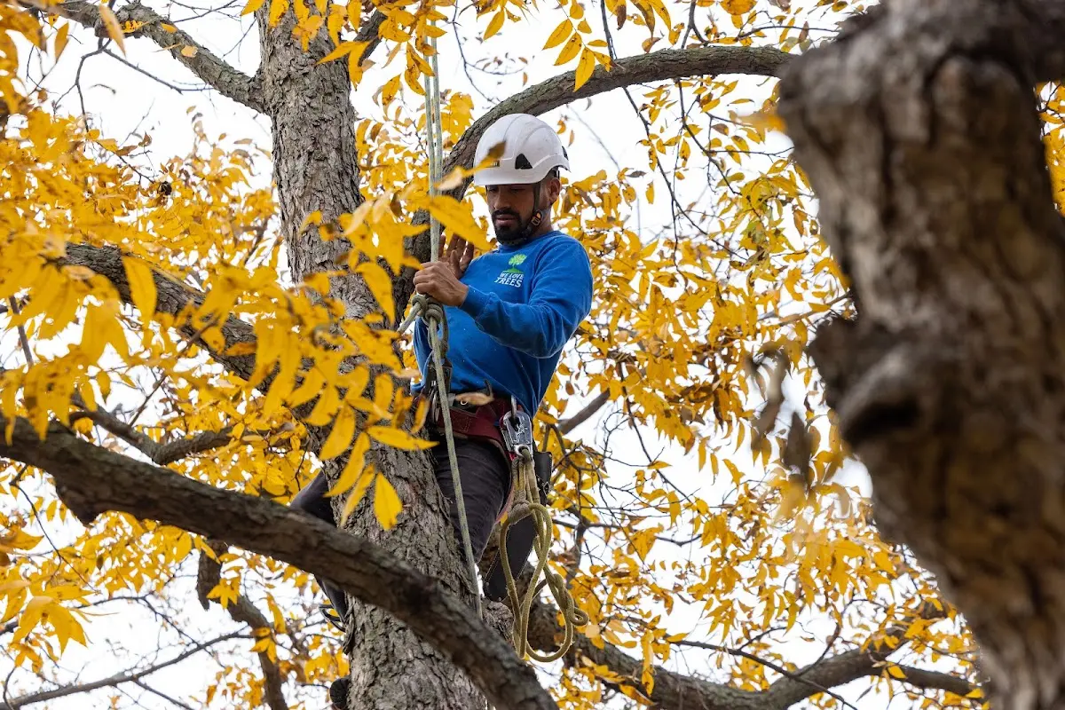 Skilled Tree Pruning crew working in Sainte Genevieve