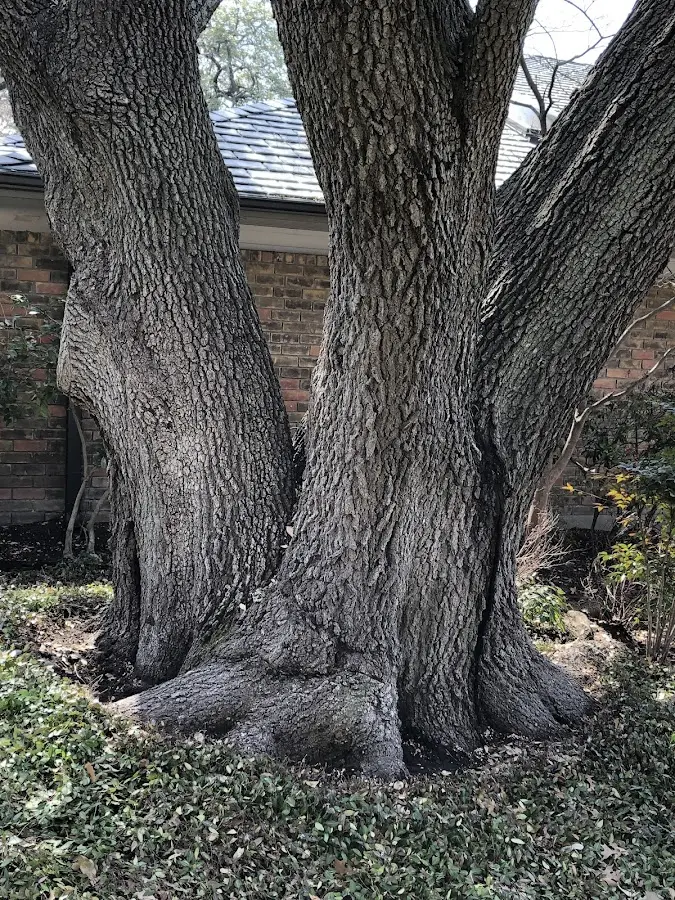 Mature heritage tree close to a Sainte Genevieve property cared for by certified arborists